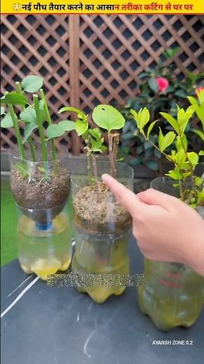 😳Smart and easy way to plant cuttings #gardening #cuttingskills