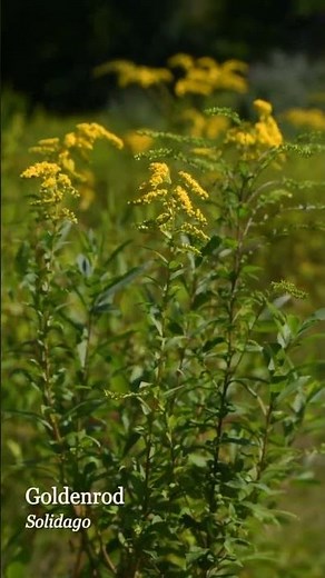 Goldenrod: The Basics of this AMAZING Native Plant