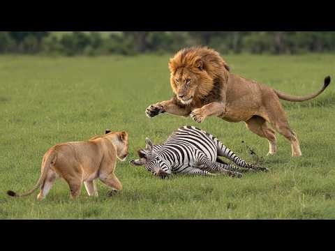 Animal Rescue: Old Zebra Gives Herself Up to Lions, What Happened Next No One Expected #11