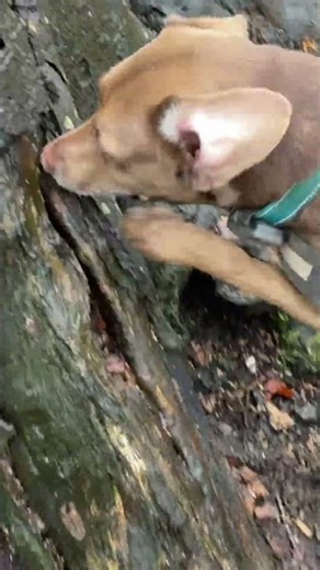 Where is it Mowgli, WHERE IS IT!?