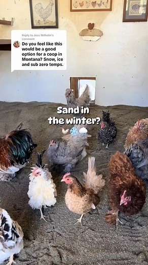 27K views · 252 reactions | Replying to @Jess Wilhelm Sand is great to use in the wintertime! Here why. ⏳❄️✨ #chickens #winter #sand #chickencoop #farmlife #fyp | simply chickens official | Facebook
