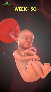 30 Week Fetus 🍤 | Pregnancy to parenting