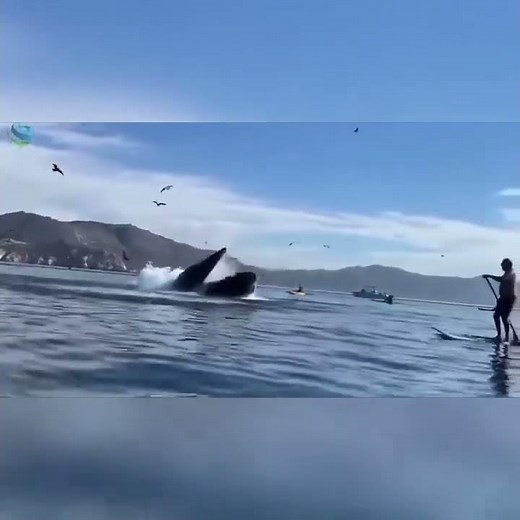 A Whale Swallowed Up Two People On A Kayak, Thankfully They Survived