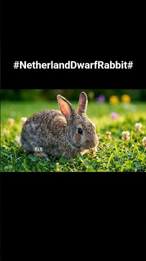 Netherland Dwarf rabbit is the smallest and most adorable, weighs only 0.5 to 1.1 kg.