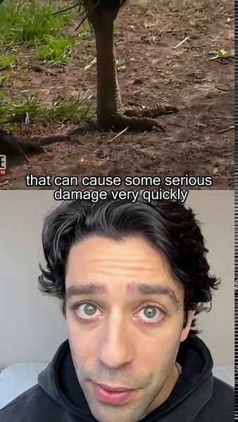 Cassowary attack survival tips you can use