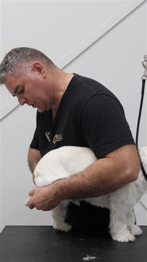 Easiest way to do nail trims on difficult dogs #doggrooming | dogs