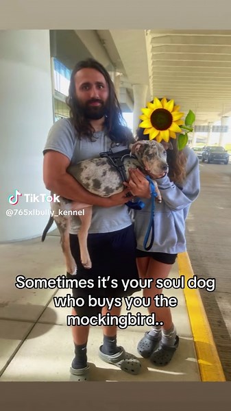 Understanding the American XL Bully Breed Characteristics