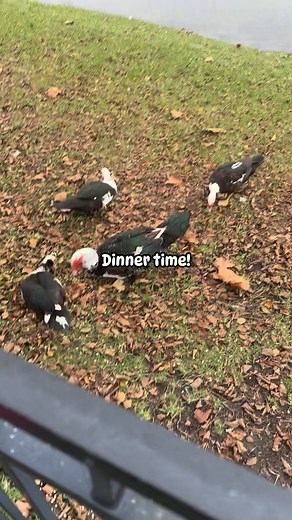 #Ducks #oats #feedtheducks #muscovy #wildlife #florida | Harmony Sol