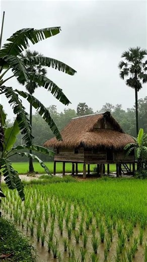 THE Relaxing Music Take a deep breath and relax with the sounds of nature blooming flowers