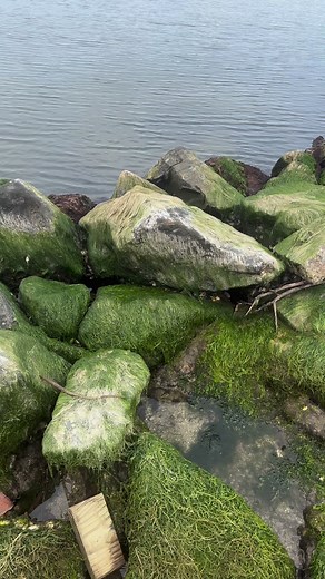 Got em ……… | Jason the Great