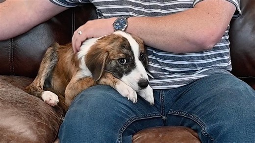 5.5K views · 64 reactions |  Department Directors & Dogs  We’re...