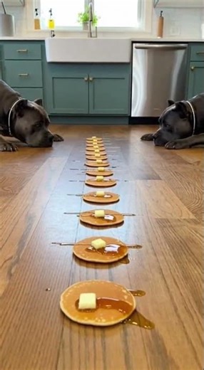 Cane Corso vs Cane Corso | Pancake Race Gone Wild 🥞🐶