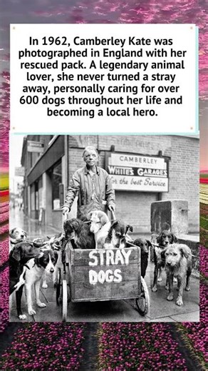 Camberley Kate: The Woman Who Saved 600 Dogs 🐕