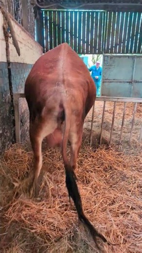 Cow Jumps Over Metal Fence To Get Outside