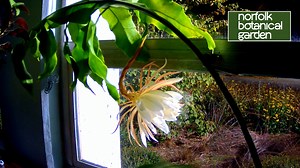 1.9K views · 78 reactions | Watch this rare sighting of Epiphyllum oxypetalum, the Queen of the Night, bloom. This species of cactus only blooms at night, and its flowers wilt before dawn. | Norfolk Botanical Garden | Facebook