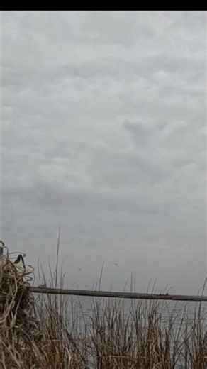 Duck Hunt on Barnegat Bay - Coastal Zone #duckhunting #duckhunters #hunting #duckhuntingseason