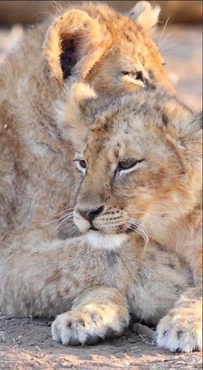 Adorable lion cubs in their cutest moment #lioncubs #wildlife #shorts