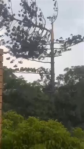 Brisbane Times on Instagram: "Lutwyche residents watched as a large tree fell after being hit by lightning during south-east Queensland’s Christmas Eve storm. The severe storm hit Brisbane on Wednesday afternoon, with 50,000 lightning strikes recorded across SEQ. Video: Supplied to Brisbane Times by Alysa Darby"