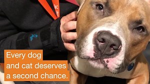 6K reactions · 1.6K shares | A homeless dog or cat is killed every 21 seconds in America's shelters. But there is a lifesaving path forward. Find out how, together, we can end the killing in America's shelters by 2025. | Best Friends Animal Society | Facebook