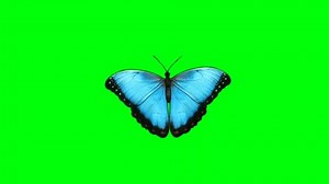 clip-1108202611-butterfly-green-screen-animation-4k