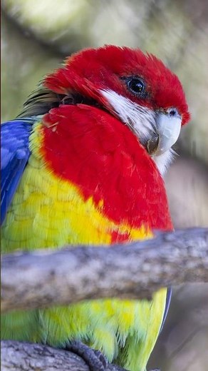Gorgeous Aussie Parrot: Eastern Rosella