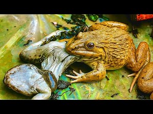 😱 OMG! Giant Frog Eats Another Frog 🐸🔥 | Unbelievable Moment!