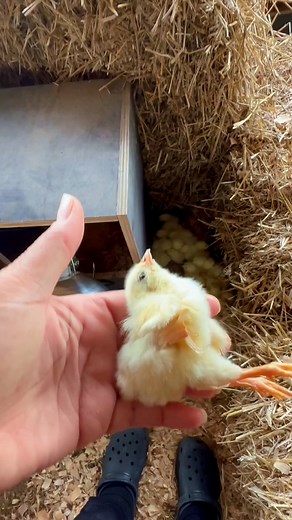 That Time we Lost 2 of our New Meat Bird Biddies 😩 #fyp #onthisday #memories #throwback #chicken #chickens #farming #TheresaYBrown #AmenSomebody | Theresa Yolanda Brown