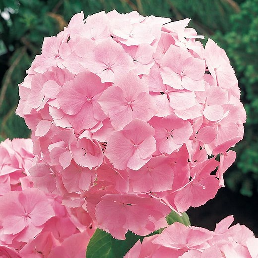 Forever Pink Hydrangea