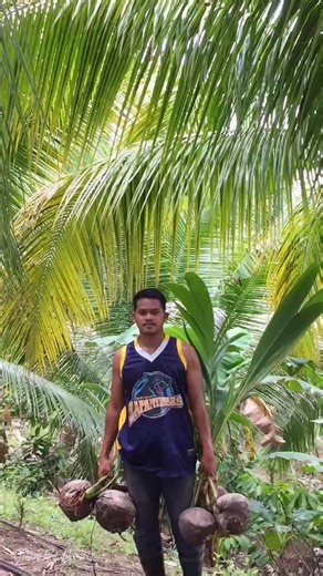 Coconut Project for 2040 timeline 🥥🌴 #MAGSASAKA #coconutfarming #sustainability #farmers #followerseveryone #farmlife #farming Juan Pablo 2.0 🌿👨‍🌾 | Juan Pablo 2.0