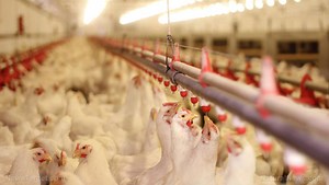 The good, the bad and the ugly about factory farm eggs, including egg whites - Survive the News