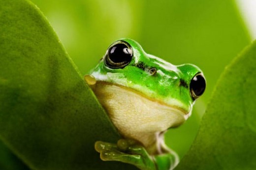 Grenouille Goliath : voici la plus grande grenouille du monde (photo)
