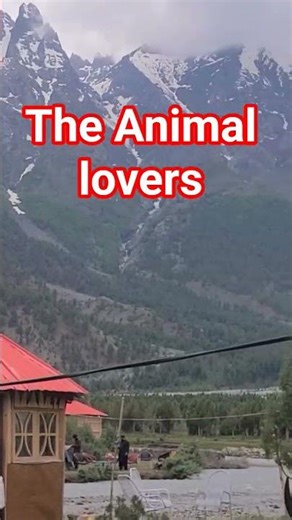 It's cow or Buffalo? #shorts #animals #animalmix #allaboutanimals #vetch #animalrearing #animalfood