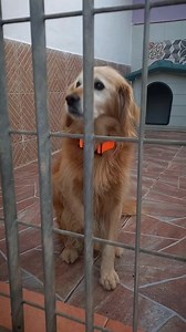 23K views · 2.1K reactions | ADOTATTO https://fb.watch/hduRXWFEZ9/...