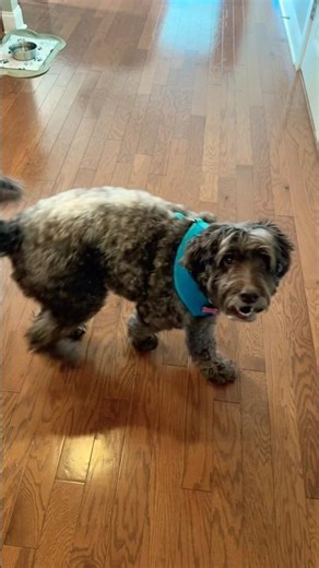 Merry Christmas treats #holidaysonshorts