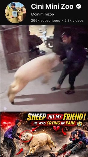 sheep attack 😨cinimini zoo #shorts #viralvideo #shortvideo