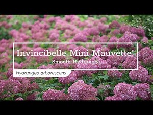 30 Seconds with Invincibelle Mini Mauvette™ Smooth Hydrangea