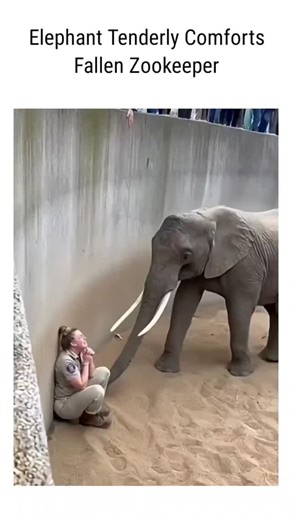 Trandhub | In a bustling zoo enclosure, surrounded by an eager crowd of onlookers peering over the barriers, a female zookeeper dramatically collapses... | Instagram