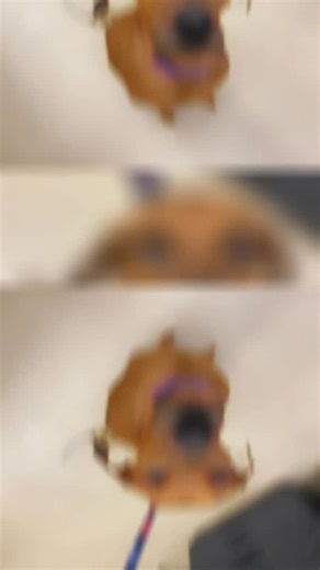 49 reactions · 20 shares | Nelly  This 3-year-old Redbone Coonhound...