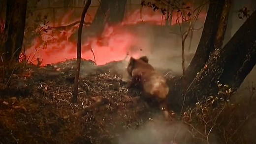 豪山火事、通行人がコアラを救出　生息地に火の手広がり数百頭死亡か - BBCニュース