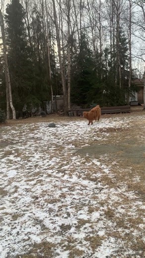 Harriett Hijinx!!! Highland Cow Chasing Human! #alaska #HarriettTheHighlandHeifer #agriculture