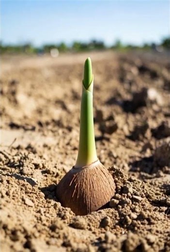 “From One Coconut to Coconut Tree 🌴 Incredible Growth Timelapse” #plantgrowth #gardening