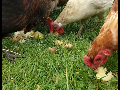 Can chickens eat potato, sweet potato and yams