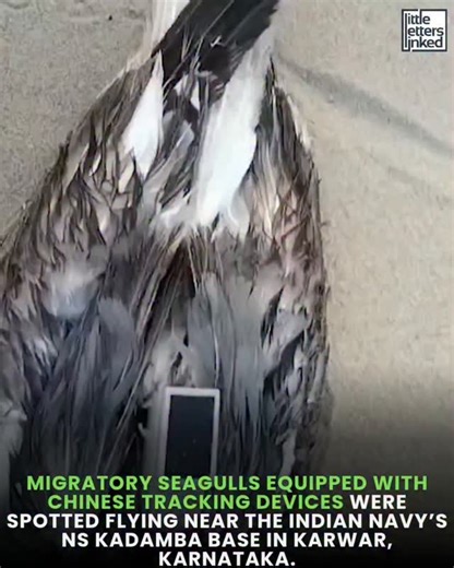 Little Letters Linked on Instagram: "A migratory seagull fitted with a GPS tracking device was spotted on Wednesday in Uttara Kannada district near the INS Kadamba naval base in Karwar. The bird was seen resting behind Thimmakka Garden, where its unusual appearance drew the attention of local residents. After noticing the device attached to the seagull’s back, locals informed officials from the Marine Wing of the Forest Department. The bird was later captured for examination. According to report