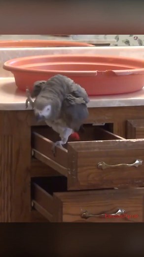 Party at the condo! #partytime #parrotparty #hidingplace #partypartyparty #birdvideos #einsteinparrot #parrots #africangreyparrots #talkingparrots #talkingbird | Einstein the Talking Texan Parrot