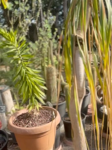 Michal Ansky on Instagram‎: "ארבע שנים, חמישה ימים בשבוע, חלפתי ליד השערים האלה חלוף ושוב ותמיד חלמתי להיכנס לגן הבוטני של אוניברסיטת תל אביב. הוא היה שם: ירוק, נעול, סודי כמעט. (אני מאוד אוהבת גנים בוטניים. גדלתי מול הגן הבוטני בירושלים, ומי שעוקב כבר שנים, מכיר היטב את הקונטקסט). ואתמול זה קרה 25 שקלים בלבד מפרידים בין המרחב הכי מרפא וטבעי שהייתי בו בחיי באיזור המרכז פינות חמד, חורש וחממות, צמחים נדירים, ציפורים, דבורים והמון אינפורמציה מרתקת. אפילו אפשר ללכת שם לאיבוד, ולמצוא מפלים. לראות איך