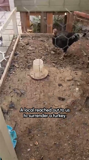 A turkey is getting a second chance thanks to these heroes! 🦃🦸‍♂️ #Dogs #DogLife #DogLovers | Fur Family