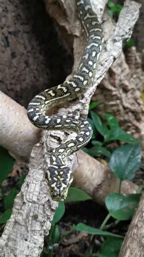 Morelia spilota 66,5% Diamond male CB24