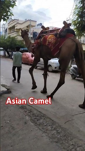 Asian big camel toes