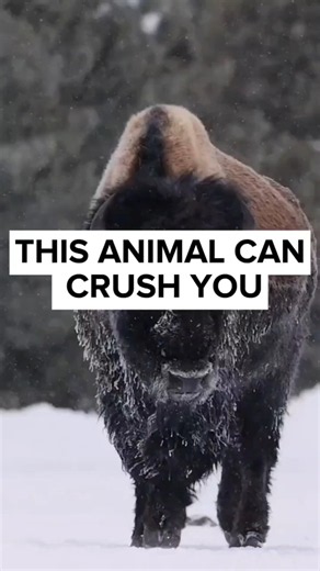 This Animal Can Kill In Seconds