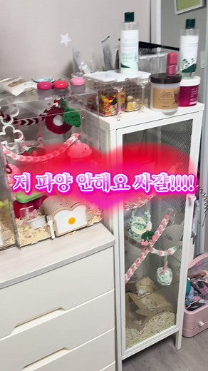 피그미다람쥐와 햄스터 키우기 가이드